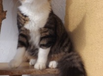 Norska lesni kocka gabriel13