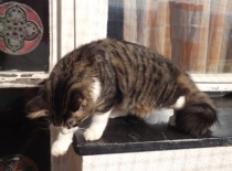 Norska lesni kocka gabriel14