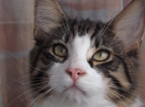 Norska lesni kocka gabriel15