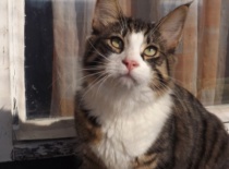 Norska lesni kocka gabriel16