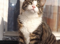 Norska lesni kocka gabriel17