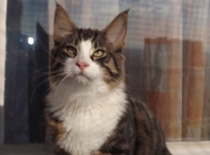 Norska lesni kocka gabriel18