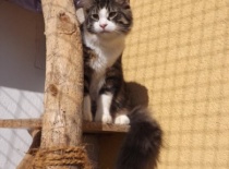 Norska lesni kocka gabriel2