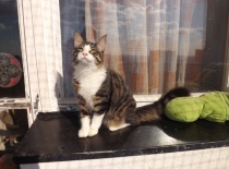 Norska lesni kocka gabriel20