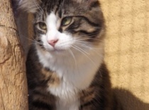 Norska lesni kocka gabriel3