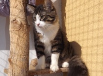 Norska lesni kocka gabriel4