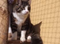 Norska lesni kocka gabriel5