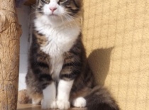 Norska lesni kocka gabriel7