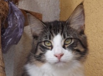 Norska lesni kocka gabriel8