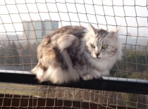 Kurilsky bobtail rainbow