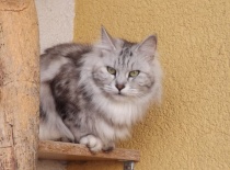 Kurilsky bobtail rainbow10