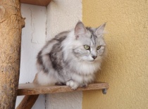 Kurilsky bobtail rainbow11