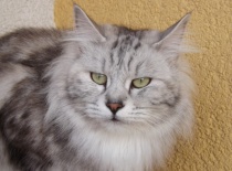 Kurilsky bobtail rainbow12