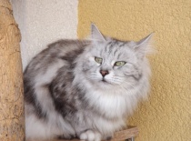 Kurilsky bobtail rainbow13