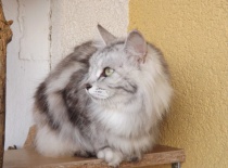 Kurilsky bobtail rainbow14