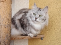 Kurilsky bobtail rainbow15