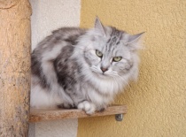 Kurilsky bobtail rainbow16