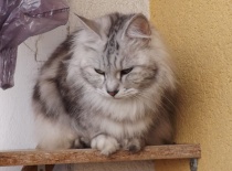 Kurilsky bobtail rainbow18