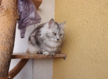 Kurilsky bobtail rainbow19