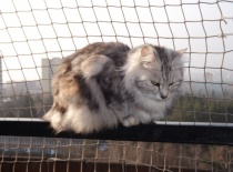 Kurilsky bobtail rainbow2