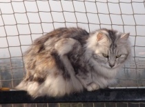 Kurilsky bobtail rainbow3