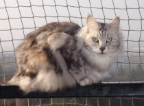 Kurilsky bobtail rainbow4