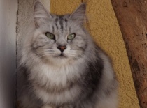 Kurilsky bobtail rainbow5