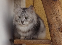 Kurilsky bobtail rainbow6