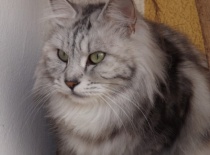 Kurilsky bobtail rainbow7