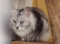 Kurilsky bobtail rainbow8