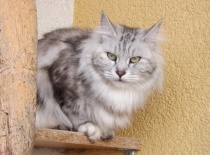 Kurilsky bobtail rainbow9