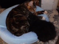 Kurilsky bobtail zeus 8tydnu 13