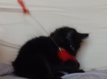 Kurilsky bobtail zeus 8tydnu 14