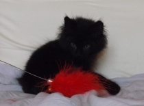 Kurilsky bobtail zeus 8tydnu 15