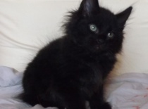 Kurilsky bobtail zeus 8tydnu 17