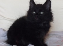 Kurilsky bobtail zeus 8tydnu 18