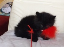 Kurilsky bobtail zeus 8tydnu 2