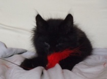 Kurilsky bobtail zeus 8tydnu 22