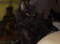 Kurilsky bobtail zeus 8tydnu 3