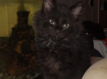 Kurilsky bobtail zeus 8tydnu 4