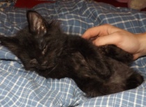 Kurilsky bobtail zeus 8tydnu 6