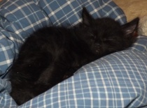 Kurilsky bobtail zeus 8tydnu 8