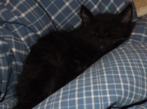 Kurilsky bobtail zeus 8tydnu 9