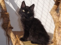 Kurilsky bobtail zeus