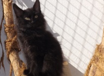 Kurilsky bobtail zeus00001