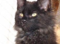 Kurilsky bobtail zeus0001