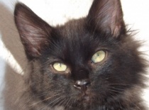 Kurilsky bobtail zeus001