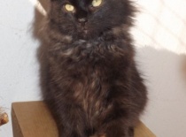 Kurilsky bobtail zeus003