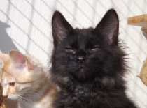 Kurilsky bobtail zeus004