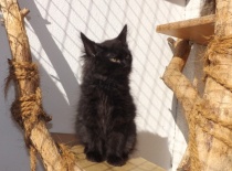 Kurilsky bobtail zeus13